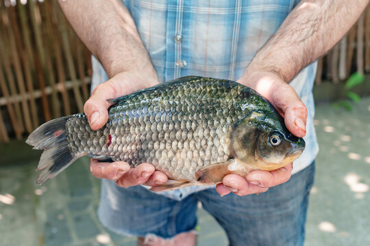 Freshwater crucian carp in a human hand closeup. A man holds a live young carp in his hands, his catch. Carp in the hands of a fisherman