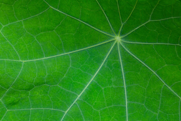 Texture of green nasturtium leaf. Natural background. macro photography...
