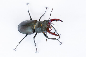 Male stag beetle (Lucanus cervus) isolated on white background