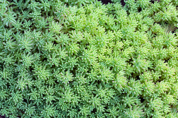 Living background from leaves of green plants