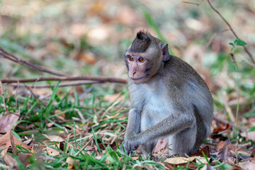 Obraz premium Crab-eating macaque (Macaca fascicularis), also known as the long-tailed macaque in the jungles of Cambodia.