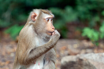 Crab-eating macaque (Macaca fascicularis), also known as the long-tailed macaque in the jungles of Cambodia.