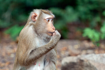 Fototapeta premium Crab-eating macaque (Macaca fascicularis), also known as the long-tailed macaque in the jungles of Cambodia.