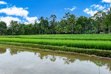 Rice paddy field landscape in Indonesia. Rice terrace agricultural land in East Java island, Indonesia. Food security concept image