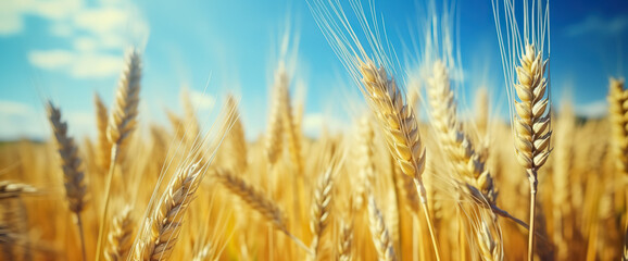 Fototapeta premium Close up of wheat ears, field of wheat in a summer day. Harvesting period 