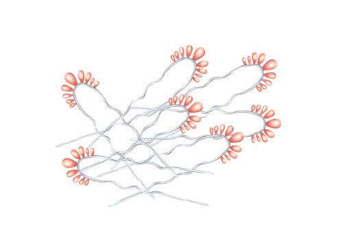 microscopic organisms with red tips clip art preview