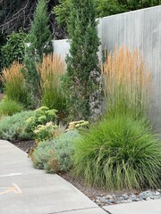 beautiful xeriscape garden landscape with ornamental grasses, flowering xeric perennials and foliage plants