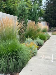 beautiful xeriscape garden landscape with ornamental grasses, xeric flowering perennials and foliage plants