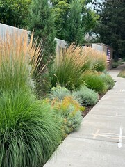 beautiful xeriscape garden landscape with ornamental grasses and hardy perennials, texture and...