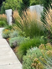 beautiful xeriscape garden landscape with ornamental grasses and xeric perennials and foliage plants