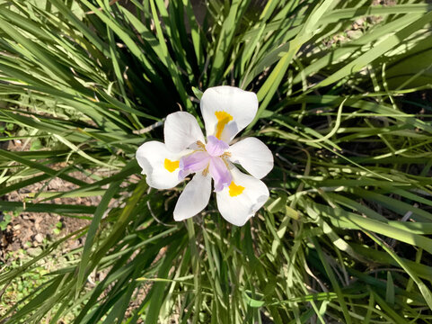 Dietes Grandiflora, Large Wild Iris, African Iris, Fairy Iris, family Iridaceae. Evergreen perennial plant with white, violet and yellow flowers.