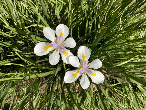 Dietes Grandiflora, Large Wild Iris, African Iris, Fairy Iris, family Iridaceae. Evergreen perennial plant with white, violet and yellow flowers.