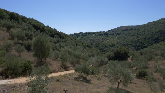 View of olive field in mountain countryside in Messinia, Greece.