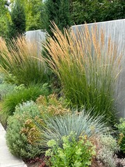 beautiful xeriscape garden landscape with ornamental grasses, flowering perennials and foliage plants