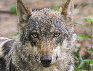Fototapeta premium gray wolf portrait