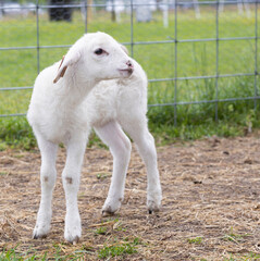 Young white sheep lamb sniffing the air