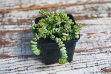 Crassula marnieriana Hottentot Grubosz