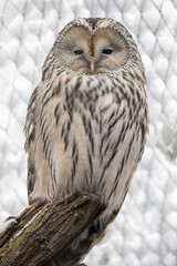 snowy owl in the snow