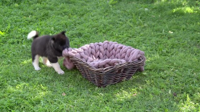 American Akita black puppies, one month old. A small black pet plays in the garden on the grass with a knitted blanket on a summer sunny day. High quality 4k footage