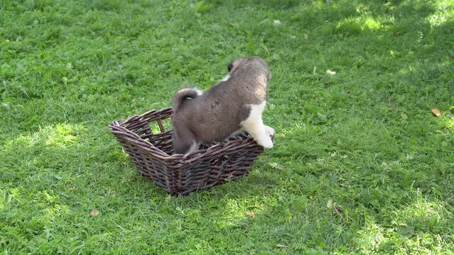 American Akita black puppies, one month old. A small black pet plays in the garden on a summer sunny day. The puppy jumps out of the basket. High quality 4k footage