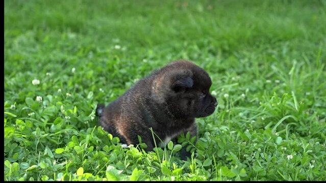 American Akita black puppies, one month old. Cute American Akita puppies play on the grass on a summer sunny day. High quality 4k footage