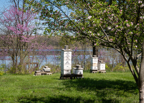 Bee hives in flowering field. White painted wooden beehives. Langstroth hives stenciled with "Bob's Bees."