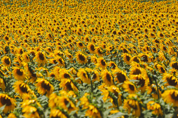 Cultivo de girasol en pleno apogeo de floracion