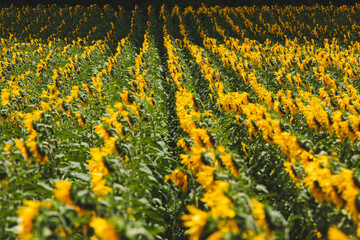 Cultivo de girasol en pleno apogeo de floracion