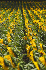 Cultivo de girasol en pleno apogeo de floracion