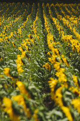 Cultivo de girasol en pleno apogeo de floracion