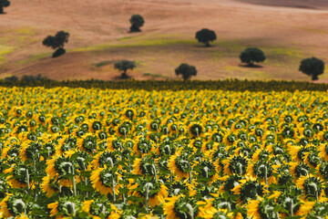 Cultivo de girasol en pleno apogeo de floracion