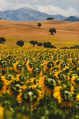 Cultivo de girasol en pleno apogeo de floracion