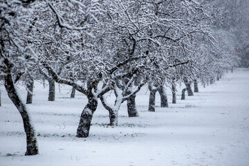 Almendros cubiertos de nieve durante una nevada