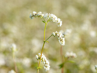 Close-up of buckwheat blossoming in a field