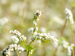 Close-up shot of a branch blooming in a field of buckwheat