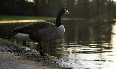 des oies dans un parc