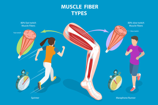 3D Isometric Flat Vector Conceptual Illustration of Muscle Fiber Types, Skeletal Muscle Structure