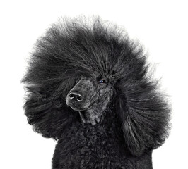 Poodle with blowing hair
