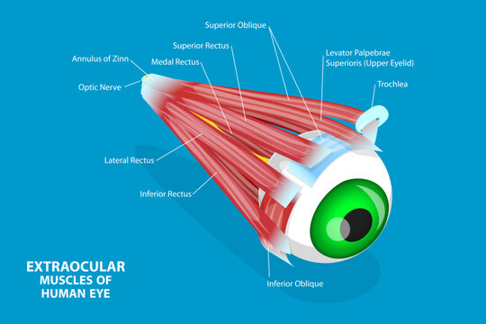 3D Isometric Flat Vector Conceptual Illustration of Extraocular Muscles Of Human Eye, Educational Medical Diagram