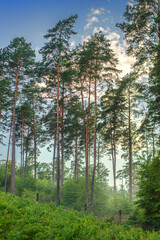 Fototapety na wymiar - Fototapeta24.pl