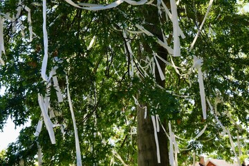 Vandalism from toilet paper hanging from a tree, sometimes called TP’d