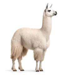 Selbstklebende Fototapeten white Llama side profile view on isolated background © FP Creative Stock