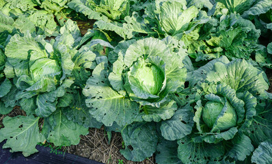 Fresh organic growing green cabbage in a vegetable field , cultivation, agriculture and gardening,...