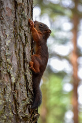 Squirrel as a child spotted in a tree