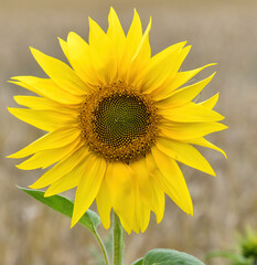 Obraz premium The common sunflower (Helianthus annuus)