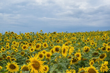 Obraz premium The common sunflower (Helianthus annuus) meadow.