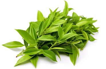 Fototapeta premium Green tea leaves