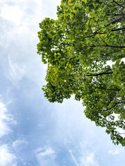 Fototapeta premium green leaves against blue sky