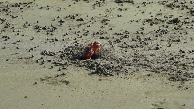 small crab at the wide sand beach of Ayampe at the tropical coast of the pacific ocean in Ecuador.