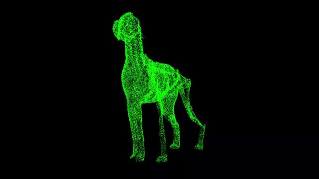3D dog anatomy rotates on black background. Dog skeleton animal medical anatomy. For title, text, presentation. 3d animation 60 FPS